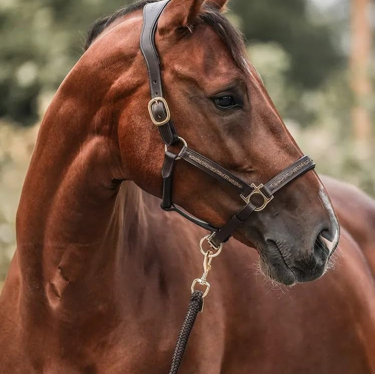 StallMagi™ – Adventskalender 12 lyxiga överraskningar för hästälskare
