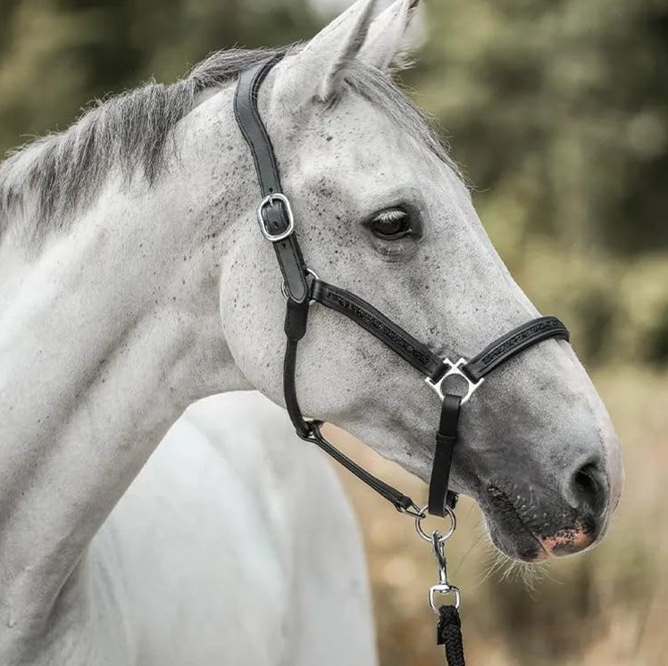 StallMagi-XL™ – Fira julen med en gnäggande överraskning varje dag (24 dagars adventskalender)