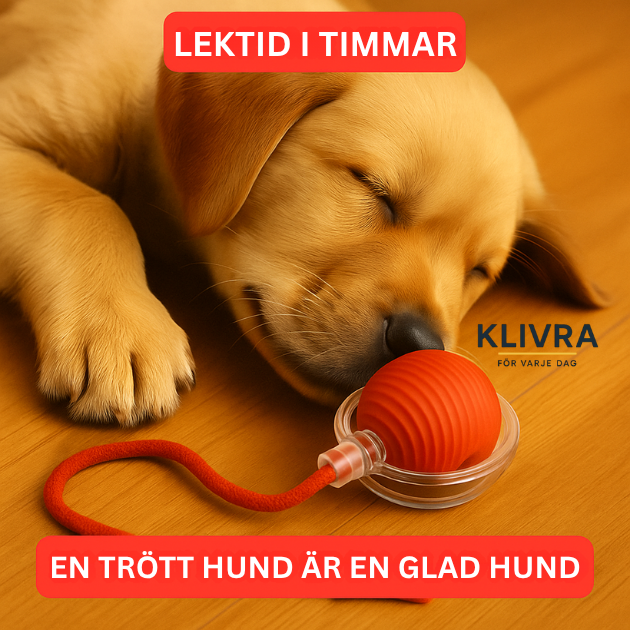 TryggBoll™ – Naturlig lek som lugnar oroliga hundar