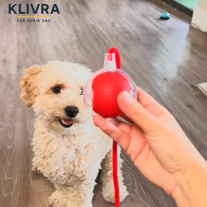 TryggBoll™ – Naturlig lek som lugnar oroliga hundar