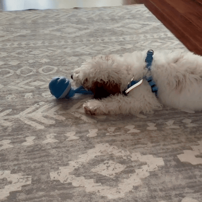 BärBoll™ – Studsar, piper och aktiverar din hund i timmar